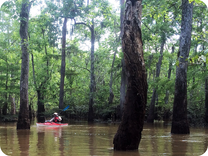 Neches River / Big Thicket Kayak Tour - Beaumont, Texas